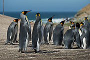 Picture 'Ant1_1_00364 Aptenodytes Patagonicus, King Penguin, Penguin, Antarctica and sub-Antarctic islands, Falkland Islands, Saunders Island'